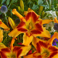 Rainbow Rhythm® Tiger Swirl Daylily - Hemerocallis -Gallon Pot