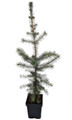 Rare Serbian Spruce Tree - Picea omorika - Quart Pot