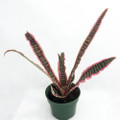 Rainbow Earth Star Plant - Cryptanthus -  5" Pot
