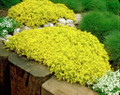 Goldmoss Sedum - Stonecrop - Fairy Garden - Sedum sexangulare - Quart Pot