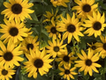 American Gold Rush Black-Eyed Susan - Rudbeckia - Live Plant - Gallon Pot