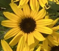 American Gold Rush Black-Eyed Susan - Rudbeckia - Live Plant - Gallon Pot