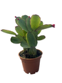 Red Easter Cactus - Rhipsalidopsis - Rare - 2.5" Pot