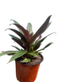 Purple Moses in the Cradle Plant - Rheo discolor - Great House Plant - 4.5" Pot
