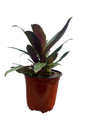 Purple Moses in the Cradle Plant - Rheo discolor - Great House Plant - 4.5" Pot