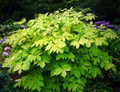 Japanese Sun King Aralia - Shade Lover - Golden Yellow - 4" Pot