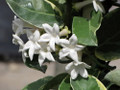 Rare Creme & Green Madagascar Jasmine 4" Pot - Stephanotis