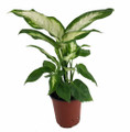 Camille Dieffenbachia - 3.5" Pot