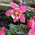 Cameo Pink & White Columbine - Aquilegia - Quart Pot
