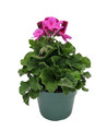 Martha Washington Regal Geranium - Pelargonium - 6" Pot - Grow Indoors or Out