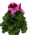 Martha Washington Regal Geranium - Pelargonium - 6" Pot - Grow Indoors or Out