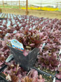 Vulcan Red Cardinal Perennial Live Plant - Lobelia - Very Hardy - Quart Pot