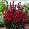 Vulcan Red Cardinal Perennial Live Plant - Lobelia - Very Hardy - Quart Pot