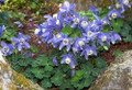 Cameo Blue & White Columbine - Aquilegia - Quart Pot