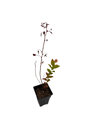 Duke Blueberry Plant - Early Ripening - 2.5" Pot - No Shipping to Washington State or Oregon
