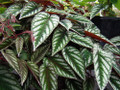 Rex Begonia Vine - Cissus Discolor - Great House Plant - 4" Pot