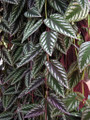 Rex Begonia Vine - Cissus Discolor - Great House Plant - 4" Pot