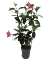 Pink Brazilian Jasmine Plant on Trellis - Mandevilla - 5" Pot/Trellis