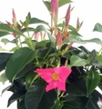 Pink Brazilian Jasmine Plant on Trellis - Mandevilla - 5" Pot/Trellis