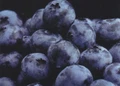 Toro Blueberry Plant - Huge Berries - Early - Self Fertile - 2.5" Pot - No Shipping to Washington State or Oregon