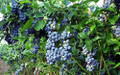 Toro Blueberry Plant - Huge Berries - Early - Self Fertile - 2.5" Pot - No Shipping to Washington State or Oregon