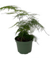 Fern Leaf Plumosus Asparagus Fern - 6" Pot