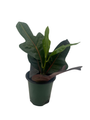 Oakleaf AFD7 Croton - 4" Pot - House Plant