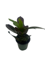 Oakleaf AFD7 Croton - 4" Pot - House Plant
