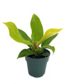 Moonlight Philodendron - 4" Pot