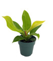 Moonlight Philodendron - 4" Pot