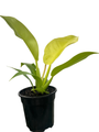 Moonlight Philodendron - 4" Pot