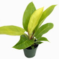 Moonlight Philodendron - 4" Pot