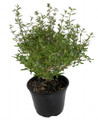 Japanese Serissa - 6" Pot - Blooming House Plant or Bonsai