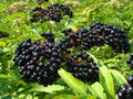 Ranch Elderberry Perennial Shrub - Sambucus - 3.25" Pot