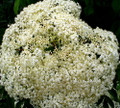 Ranch Elderberry Perennial Shrub - Sambucus - 3.25" Pot