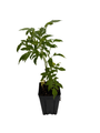 Ranch Elderberry Perennial Shrub - Sambucus - 3.25" Pot