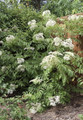 Ranch Elderberry Perennial Shrub - Sambucus - 3.25" Pot