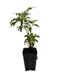 Ranch Elderberry Perennial Shrub - Sambucus - 3.25" Pot