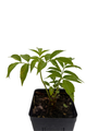 Bob Gordon Elderberry Perennial Shrub - Sambucus - 3.25" Pot