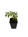 Bob Gordon Elderberry Perennial Shrub - Sambucus - 3.25" Pot
