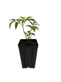 Bob Gordon Elderberry Perennial Shrub - Sambucus - 3.25" Pot