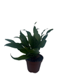 Janet Craig Dragon Tree - Dracaena fragrans - 3" Pot