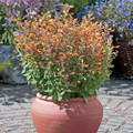 Arizona Sandstone Hummingbird Mint - Agastache - Anise Hyssop - Hardy - Quart Pot