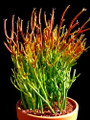Firesticks Pencil Cactus - Euphorbia - Hard to kill! - 6" Pot