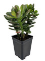 Baby Jade Tree - Crassula - 2.5" Pot - Terrarium/Fairy Garden