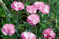Tiny Rubies Dianthus - Fragrant/Hardy Groundcover - 2.5" Pot