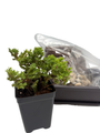 My First Bonsai Tree Kit plus Live Japanese Juniper Tree