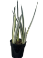 Bantels Sensation Snake Plant - Sansevieria - 6" Pot - Collector's Series