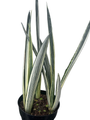 Bantels Sensation Snake Plant - Sansevieria - 6" Pot - Collector's Series