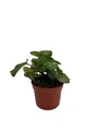 Emerald Lace Swedish Ivy Plant - Plectranthus oertendahlii - 2.5" Pot